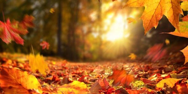 Lively closeup of falling autumn leaves with vibrant backlight from the setting sun
